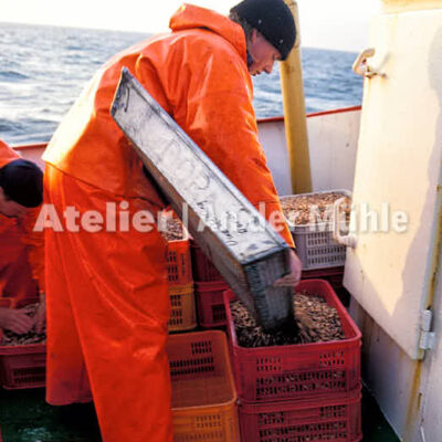 Fotografie Dorum Die Garnele und das Meer © 2004 Ilona Weinhold-Wackernah - 000431