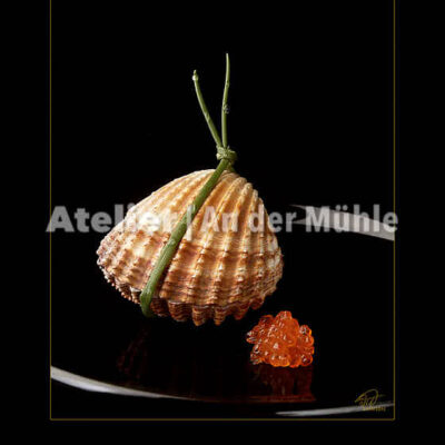 Fotografie Schätze des Meeres Acanthocardia Tuberculata © 2003 Ilona Weinhold-Wackernah - 000855