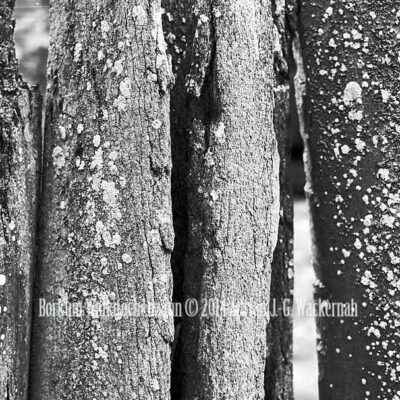 Fotografie Borkum Walknochenzaun © 2014 Adrian J.-G. Wackernah - 001052