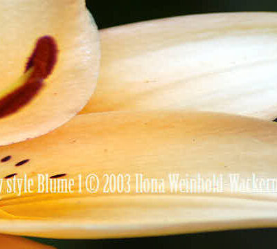 Fotografie new style Blume 1 © 2003 Ilona Weinhold-Wackernah (VG Bild-Kunst Nr.- 2218881) - 000862