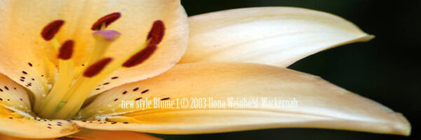 Fotografie new style Blume 1 © 2003 Ilona Weinhold-Wackernah (VG Bild-Kunst Nr.- 2218881) - 000862