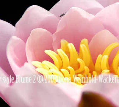 Fotografie new style Blume 2 © 2003 Ilona Weinhold-Wackernah (VG Bild-Kunst Nr.- 2218881) - 000863