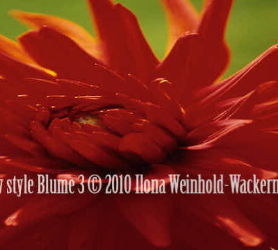 Fotografie new style Blume 3 © 2010 Ilona Weinhold-Wackernah - 000864