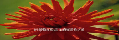 Fotografie new style Blume 3 © 2010 Ilona Weinhold-Wackernah - 000864