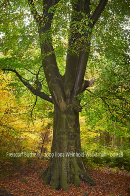 Fotografie Frelsdorf Buche © 2009 Ilona Weinhold-Wackernah - 001128