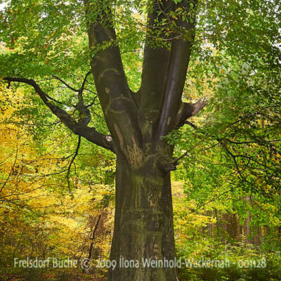 Fotografie Frelsdorf Buche © 2009 Ilona Weinhold-Wackernah - 001128