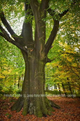 Fotografie Frelsdorf Buche © 2009 Ilona Weinhold-Wackernah - 001130
