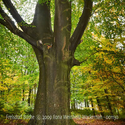 Fotografie Frelsdorf Buche © 2009 Ilona Weinhold-Wackernah - 001130