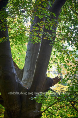 Fotografie Frelsdorf Buche © 2009 Ilona Weinhold-Wackernah - 001132