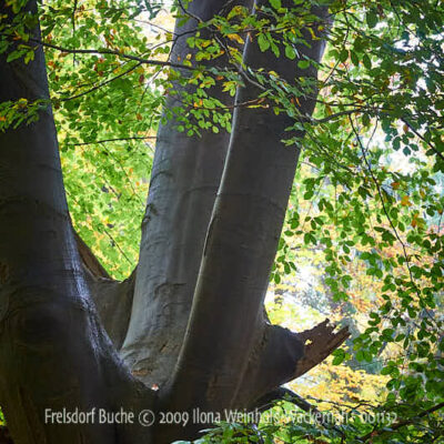 Fotografie Frelsdorf Buche © 2009 Ilona Weinhold-Wackernah - 001132