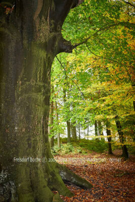 Fotografie Frelsdorf Buche © 2009 Ilona Weinhold-Wackernah - 001141
