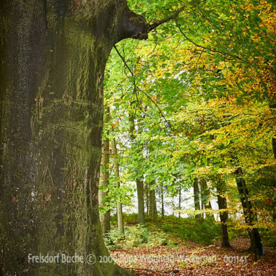 Fotografie Frelsdorf Buche © 2009 Ilona Weinhold-Wackernah - 001141