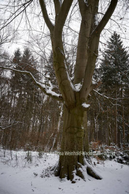 Fotografie Frelsdorf Buche © 2010 Ilona Weinhold-Wackernah - 001139
