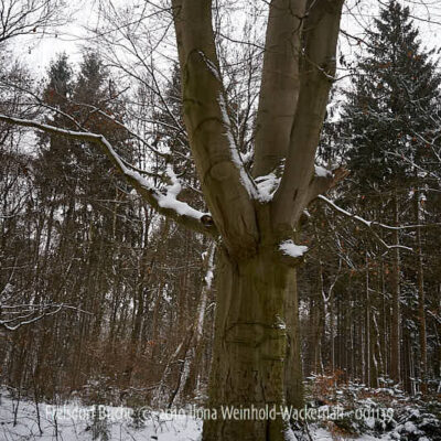Fotografie Frelsdorf Buche © 2010 Ilona Weinhold-Wackernah - 001139