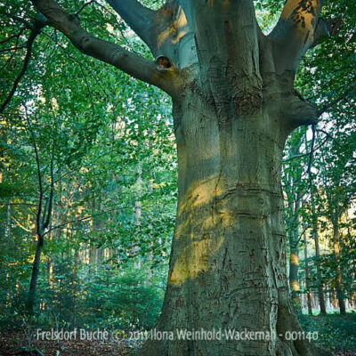 Fotografie Frelsdorf Buche © 2011 Ilona Weinhold-Wackernah - 001140