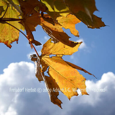 Fotografie Frelsdorf Herbst © 2009 Adrian J.-G. Wackernah - 001126