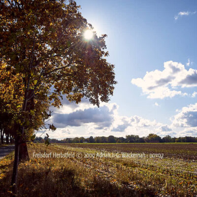 Fotografie Frelsdorf Herbstfeld © 2009 Adrian J.-G. Wackernah - 001127