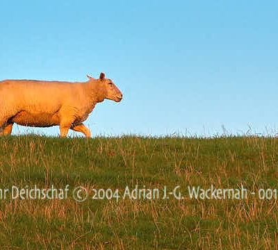 Produktbild Föhr Deichschaf © 2004 Adrian J.-G. Wackernah - 001123