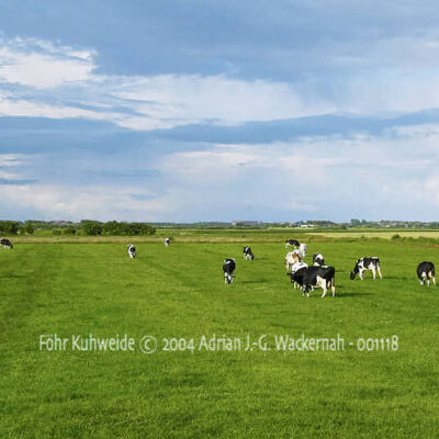 Fotografie Föhr Kuhweide © 2004 Adrian J.-G. Wackernah - 001118