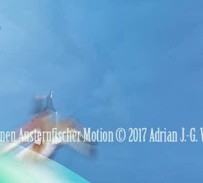 Fotografie Kompositionen Austernfischer Motion © 2018 Adrian J.-G. Wackernah - 001047