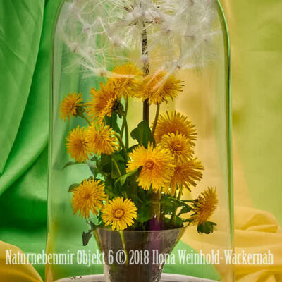 Fotografie Naturnebenmir Objekt 6 © 2018 Ilona Weinhold-Wackernah - 001091