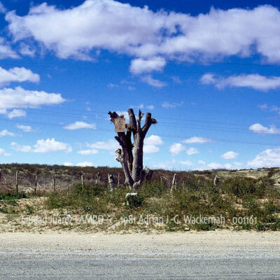 Fotografie Ciudad Juárez CAMPO © 1981 Adrian J.-G. Wackernah - 001161