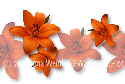 new style Fotografie Lilien © 2012 Ilona Weinhold-Wackernah - 000396