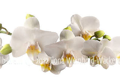 new style Fotografie Orchideen gelb-weiss © 2012 Ilona Weinhold-Wackernah - 000394
