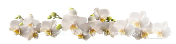 new style Fotografie Orchideen gelb-weiss © 2012 Ilona Weinhold-Wackernah - 000394