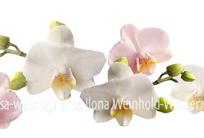 new style Fotografie Orchideen rosa-weiss © 2012 Ilona Weinhold-Wackernah - 000393