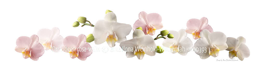 new style Fotografie Orchideen rosa-weiss © 2012 Ilona Weinhold-Wackernah - 000393