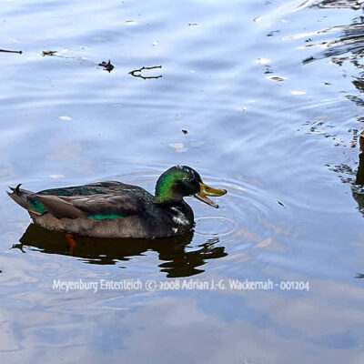 Fotografie Meyenburg Ententeich © 2008 Adrian J.-G. Wackernah - 001204