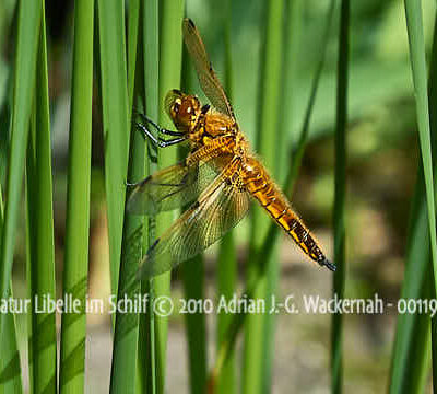 Fotografie Natur Libelle im Schilf © 2010 Adrian J.-G. Wackernah