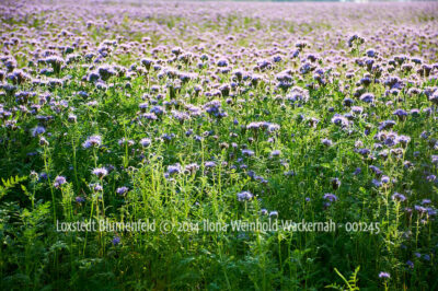 Produktbild Fotografie Loxstedt Blumenfeld © 2014 Ilona Weinhold-Wackernah - 001245