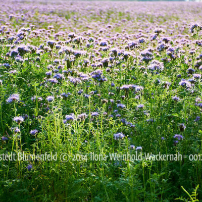 Produktbild Fotografie Loxstedt Blumenfeld © 2014 Ilona Weinhold-Wackernah - 001245