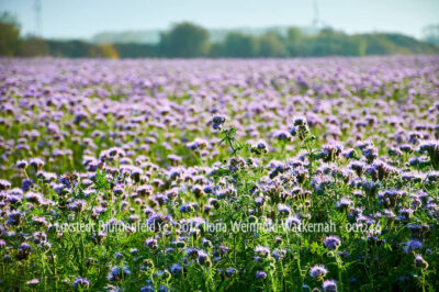 Produktbild Fotografie Loxstedt Blumenfeld © 2014 Ilona Weinhold-Wackernah - 001246