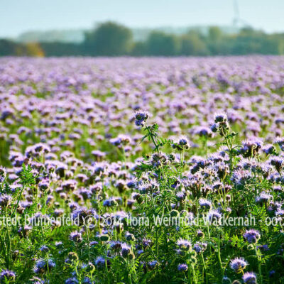 Produktbild Fotografie Loxstedt Blumenfeld © 2014 Ilona Weinhold-Wackernah - 001246