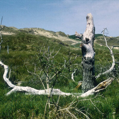 Produktbild Norderney In den Dünen © 2003 Ilona Weinhold-Wackernah - 001238