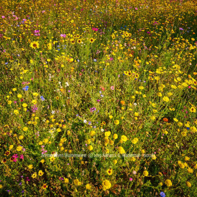 Kunstwerk Fotografie Bremerhaven Blumenwiese © 2019 Adrian J.-G. Wackernah - 001283