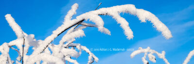 Produktbild Fotografie Loxstedt Zweige mit Schnee © 2010 Adrian J.-G. Wackernah - 001273