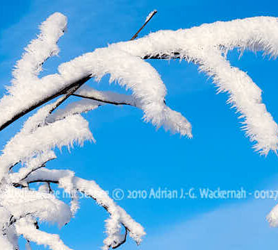 Produktbild Fotografie Loxstedt Zweige mit Schnee © 2010 Adrian J.-G. Wackernah - 001273