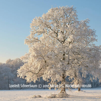 Produktbild Loxstedt Schneebaum © 2010 Adrian J.-G. Wackernah - 001286