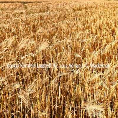 Produktbild Fotografie 001327 Kornfeld Loxstedt © 2012 Adrian J.-G. Wackernah