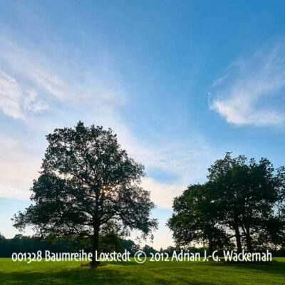 Fotografie Baumreihe Loxstedt © 2012 Adrian J.-G. Wackernah