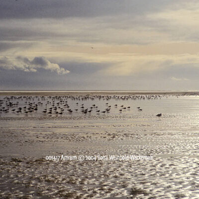 Produktbild 001417 Amrum © 2004 Ilona Weinhold-Wackernah