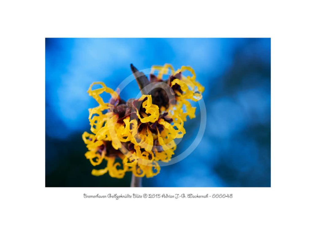 PhotoCard 000048 Natur © 2020