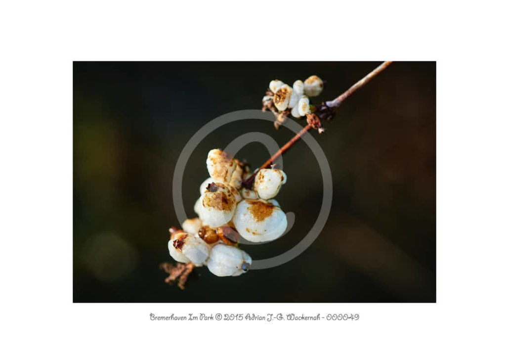 PhotoCard 000049 Natur © 2020