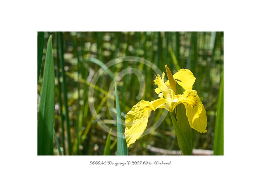 PhotoCard 000240 Natur © 2020