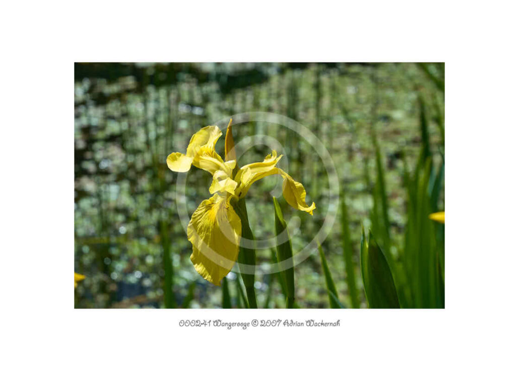 PhotoCard 000241 Natur © 2020