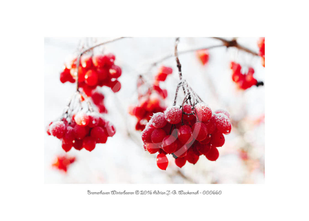 PhotoCard 000660 Natur © 2020